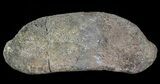 Hadrosaur Toe Bone - Alberta (Disposition #-) #71662-2